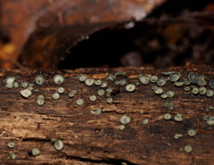 Chlorosplenium