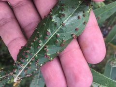 Aculus