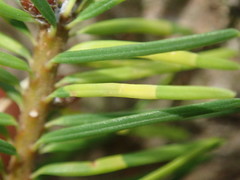 Contarinia pseudotsugae