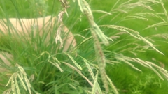 Paspalum urvillei