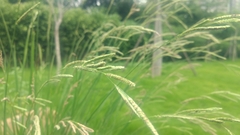 Paspalum urvillei