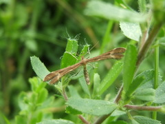 Marasmarcha lunaedactyla