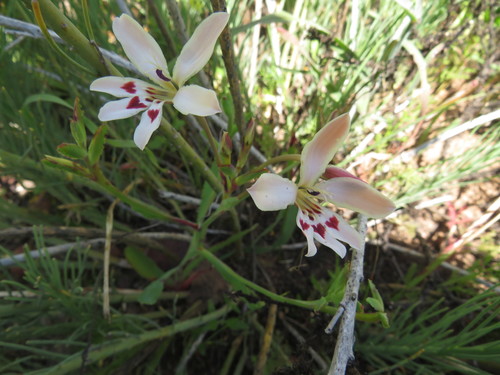 Image of Lapeirousia fabricii by (c) James Deacon, some rights reserved (CC BY-SA)