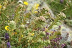 Hylotelephium anacampseros
