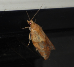 Epiphyas postvittana