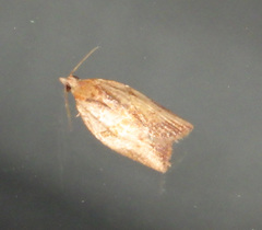 Epiphyas postvittana