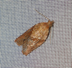 Epiphyas postvittana