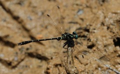 Microgomphus chelifer