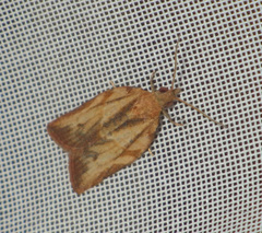 Epiphyas postvittana