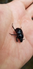Phelotrupes auratus