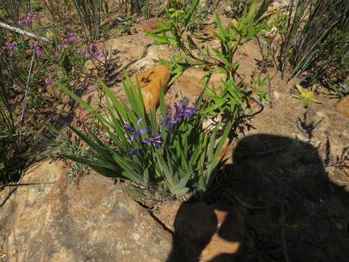 Piketberg Bobbejaantjie (Babiana latifolia)