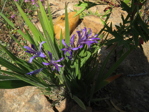 Image of Babiana latifolia by (c) James Deacon, some rights reserved (CC BY-SA)