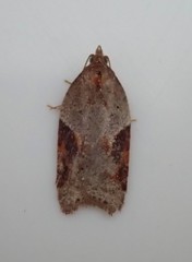 Acleris laterana