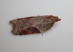 Acleris laterana
