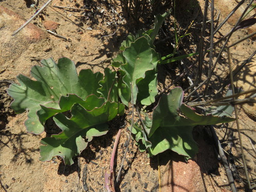 Image of Stalked Babooncabbage by (c) James Deacon, some rights reserved (CC BY-SA)