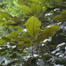 Castanopsis indica - Photo (c) Aaron Liston, algunos derechos reservados (CC BY), uploaded by Aaron Liston