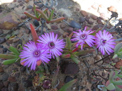 Ruschia diversifolia