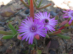 Ruschia diversifolia