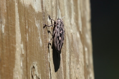 Chalcophora angulicollis