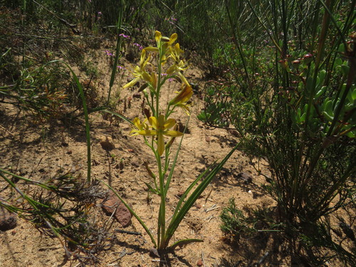 Wachendorfia multiflora (Wachendorfia multiflora)
