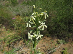 Lyperia