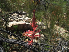 Tritoniopsis antholyza