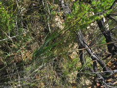 Tritoniopsis antholyza