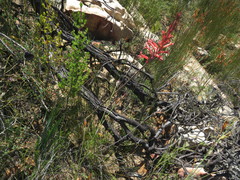 Tritoniopsis antholyza