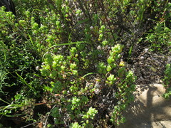 Lampranthus dregeanus