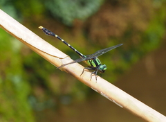 Nihonogomphus thomassoni