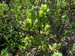 Lampranthus dregeanus