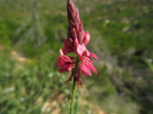 Image of Indigofera venusta by (c) James Deacon, some rights reserved (CC BY-SA)