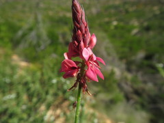 Indigofera venusta