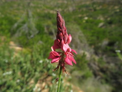 Indigofera venusta