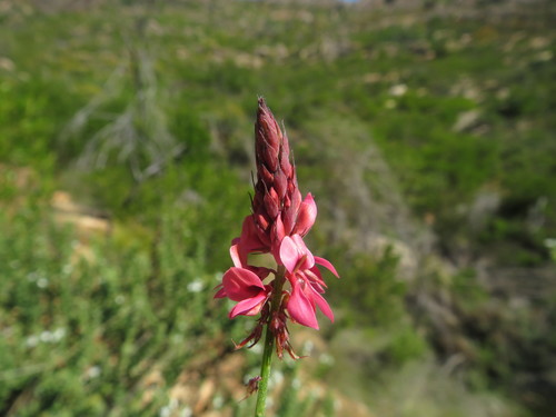 Image of Indigofera venusta by (c) James Deacon, some rights reserved (CC BY-SA)
