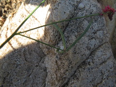 Indigofera venusta
