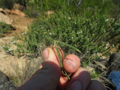 Indigofera venusta