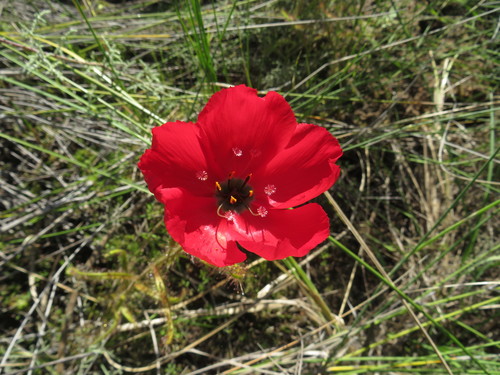 Drosera cistiflora