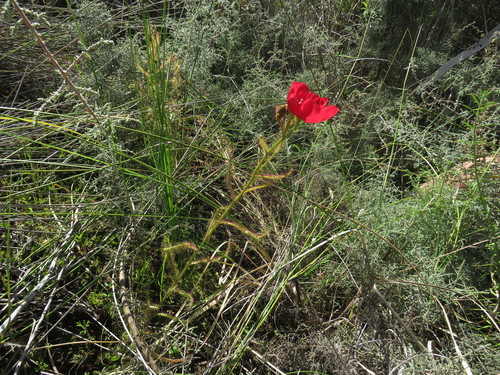 Drosera cistiflora