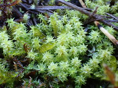 Diobelonella palustris