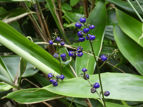 Dianella ensifolia