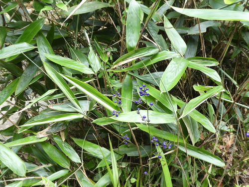 Dianella ensifolia
