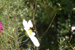 Bombus