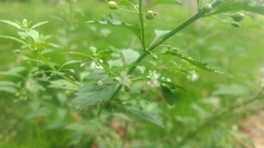 Scoparia dulcis