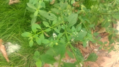 Scoparia dulcis