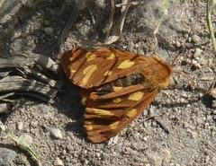 Arctia testudinaria