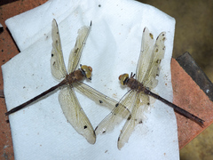 Coryphaeschna diapyra