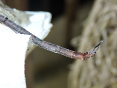 Coryphaeschna diapyra