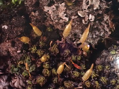 Encalypta microstoma