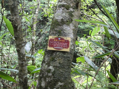 Image of Mountain Litchi (Liquidambar chinensis) by (c) Aaron Liston, some rights reserved (CC BY)